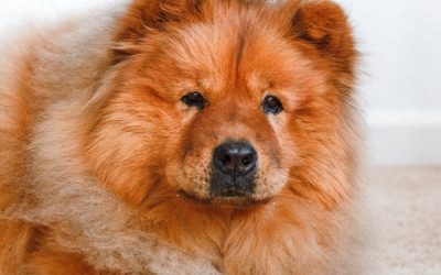 Ever wondered how “man’s best friend” earned that title?